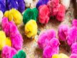جوجه های بازیگوش - جوجه رنگی - حیوانات - خرگوش و موش بامزه