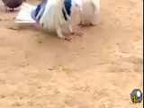 ورزش و تفریح پرنده زیبا