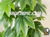 فروش درختچه تزیینی مدل برگ گراس در 3 سایز بندی پخش از فروشگاه ملی