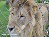 کلیپ جالب از ببر و شیرها