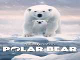 دانلود رایگان مستند خرس قطبی زیرنویس فارسی Polar Bear 2022