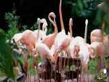 زیباترین فیلم فلامینگوهای زیبا