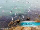 مرغان دریایی مهاجر در پارک فروزان