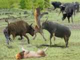حمله شیر به بوفالو | راز بقا حمله شیر | حیا وحش شکار شیر