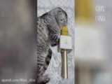 ویدیو طنز از گربه ها | ویدیو طنز کوتاه از گربه ها