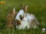 حقایقی در مورد خرگوش ها