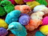 جوجه رنگی های شاد و قشنگ - حیوانات اهلی خانگی - موش زیبا