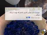 روز مرد مبارک_روز پدر مبارک