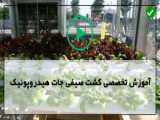 فناوری کاشت و پرورش ذرت شیرین