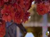 استوری ویژه ولادت امام حسین❤️