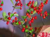 آشپزی چین 5