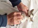 نجات دادن بچه گربه نزدیک به مرگ حتمی