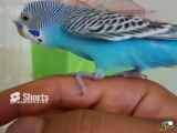 مرغ عشق حرف گوش کن