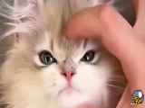 ویدیو بامزه از گربه ها
