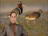 پرسش و پاسخ با استاد محمدرضا صفاری: دامیانا (تورنر ادیفوسا)