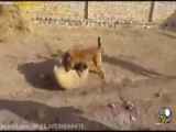 جنگ سگ سرابی با پژدر عراقی