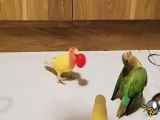نیمه دوم بازی پرنده ها