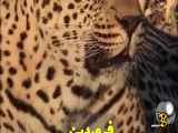 حیوان ماه تولدمون:
