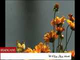 پرواز پروانه ها