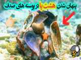 پنهان شدن هشت پا در بین پوسته های صدف