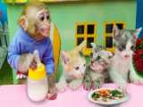 ماجراهای بامزه بچه میمون و بچه گربه :: مراقبت از بچه گربه توسط بچه میمون