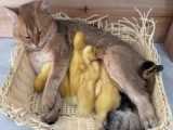 وقتی بچه اردک ها با گربه میخوابن