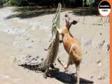 This Leopard Managed To Crack The Turtles Shell To Devour It