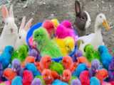 جوجه رنگی - حیوانات اهلی - موش و خرگوش - حیوانات اهلی - حیوانات زیبا