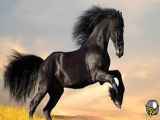 زیباترین و گران ترین اسب های دنیا | فوسایچی پگاسوس - 70 میلیون دلار