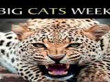 مستند یک هفته با گربه‌سانان فصل 1 قسمت 1 دوبله فارسی Chasing Big Cats 2022