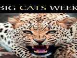 سریال یک هفته با گربه‌سانان فصل 1 قسمت 2 دوبله فارسی Chasing Big Cats 2022