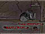 کلیپ کبوتر بازی . عالی