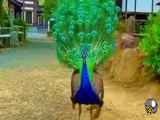 کلیپ زیبایی و تماشایی از یک طاووس زیبا