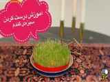 طرز درست کردن سبزه عید به ساده ترین روش