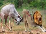 نبرد گوزن وحشی با شیر گرسنه«حیات وحش » مستند رازبقا
