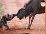 دانلود فیلم حیوانات وحشی - کروکودیل در مقابل شیرها - مستند جدید حیات وحش