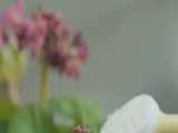 استوری ولادت امام زمان با صدای هلالی