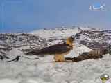 پرنده همای سعادت در ارتفاعات البرز