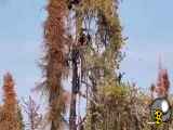 حمله خرس به لانه عقاب.  A black bear attacks an eagle& 39;s nest