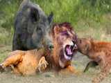 جنگ حیوانات وحشی - شیر نر بزرگ در حال شکار بوفالو | مستند جنگ حیوانات