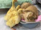 دوستی گربه با بچه اردک های ناز و خوشگل
