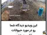کلیپ جنجالی ازشعور بالای حیوانات