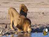 نبرد مرگبار شیر با گراز وحشی آفریقایی/ نبرد حیوانات حیات وحشنبرد مرگبار شیر