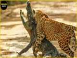 نبرد حیوانات وحشی - کرگدن در مقابل کروکودیل - حمله حیوانات - شکار کروکودیل