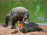 مستند جنگ حیوانات | کروکودیل در مقابل اژدهای کومودو | جنگ حیات وحش
