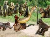 نبرد حیوانات وحشی - دزدیدن ایمپالا از مار غول پیکر - دنیای حیات وحش