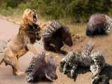دنیای حیات وحش - نبرد حیوانات وحشی - جنگ شیر با جوجه تیغی