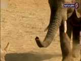 مستند حیوانات - حمله شیر های نامرد به فیل بیچاره - آیا بچه فیل میتواند فرار کند
