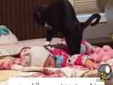ماساژ بچه توسط گربه
