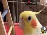 همه چیز درباره عروس هلندی